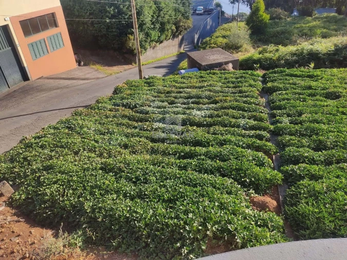 Terreno para Venda em Arco da Calheta Foto 1