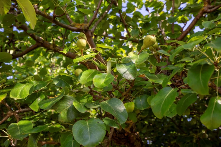 Moradia T2 para Venda em Azueira e Sobral da Abelheira Foto 49
