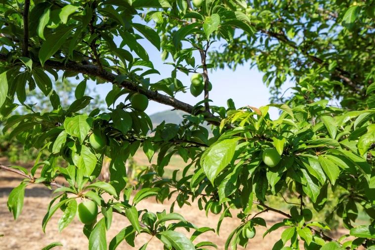 Moradia T2 para Venda em Azueira e Sobral da Abelheira Foto 47