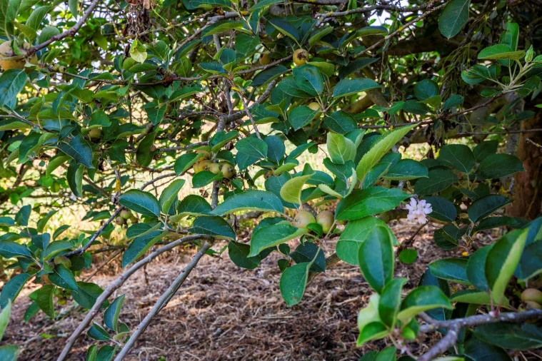 Moradia T2 para Venda em Azueira e Sobral da Abelheira Foto 46