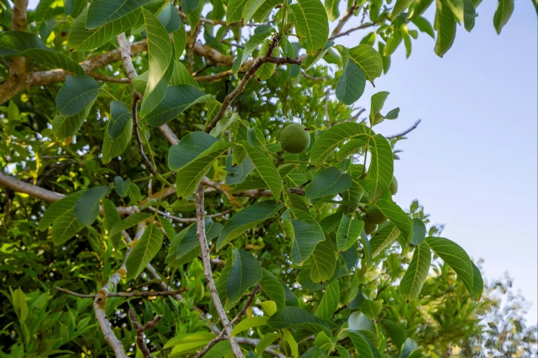 Moradia T2 para Venda em Azueira e Sobral da Abelheira Foto 45