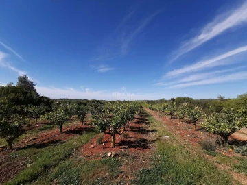 Moradia T4 para Venda em Boliqueime