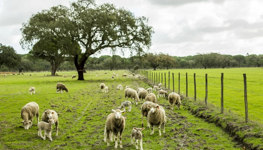 Terreno para Venda em Sines Foto 8