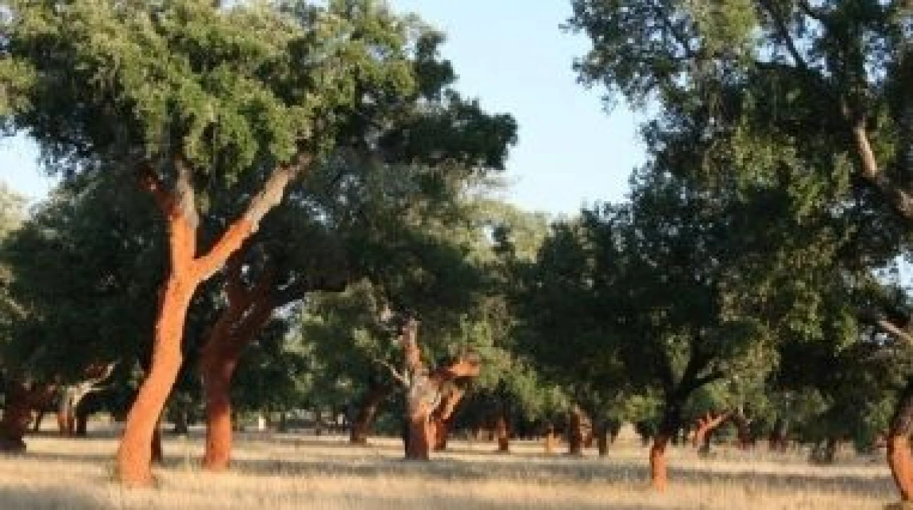Terreno para Venda em Sines Foto 9