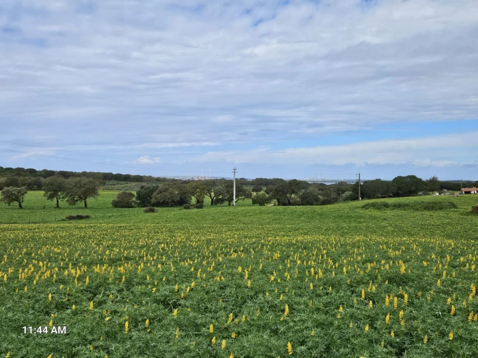 Terreno para Venda em Sines Foto 23