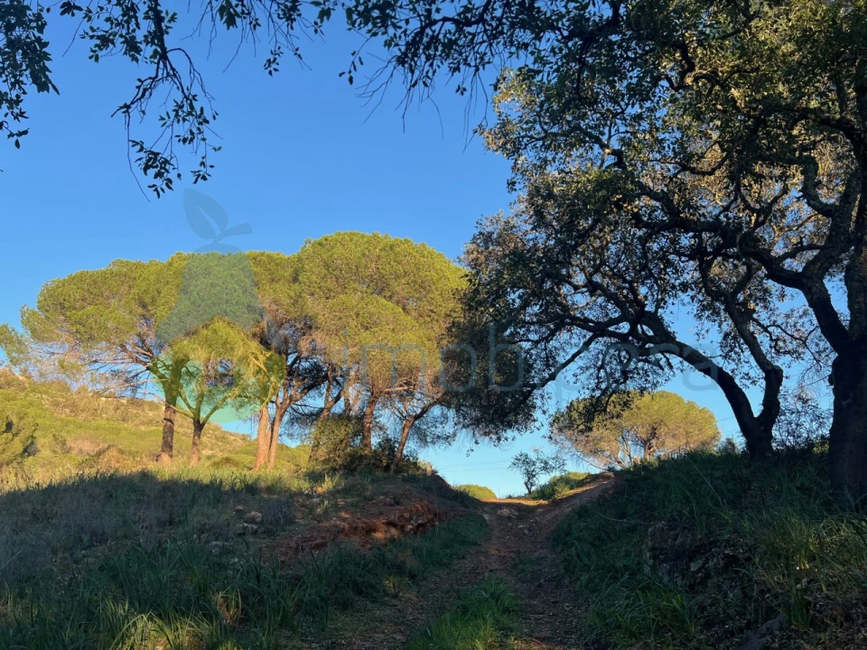 Terreno Agricola ou Rústico para Venda em Paderne Foto 12