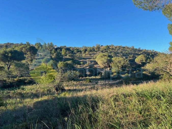 Terreno Agricola ou Rústico para Venda em Paderne Foto 6