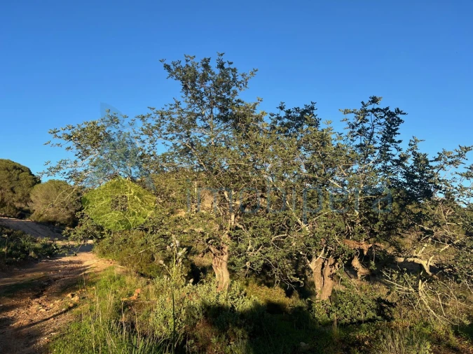 Terreno Agricola ou Rústico para Venda em Paderne Foto 18