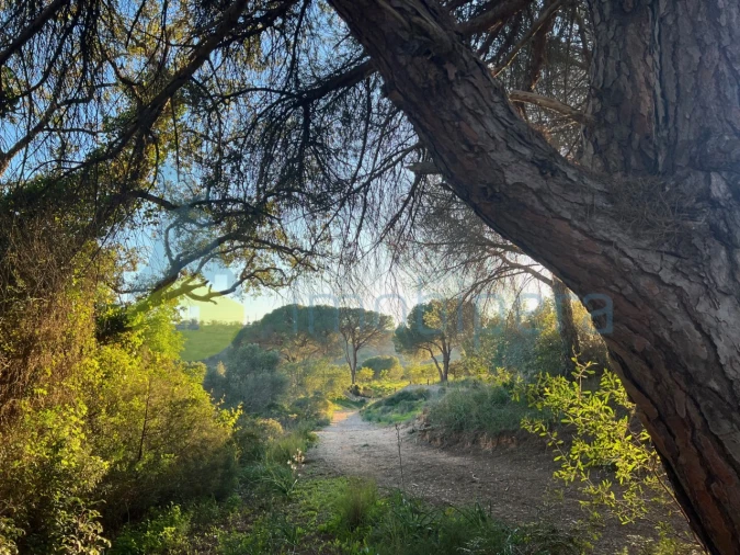 Terreno Agricola ou Rústico para Venda em Paderne Foto 29
