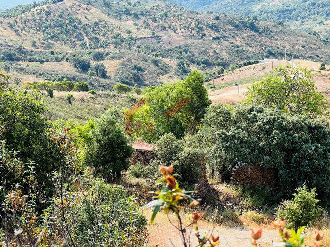 Terreno para Venda em São Brás de Alportel Foto 8