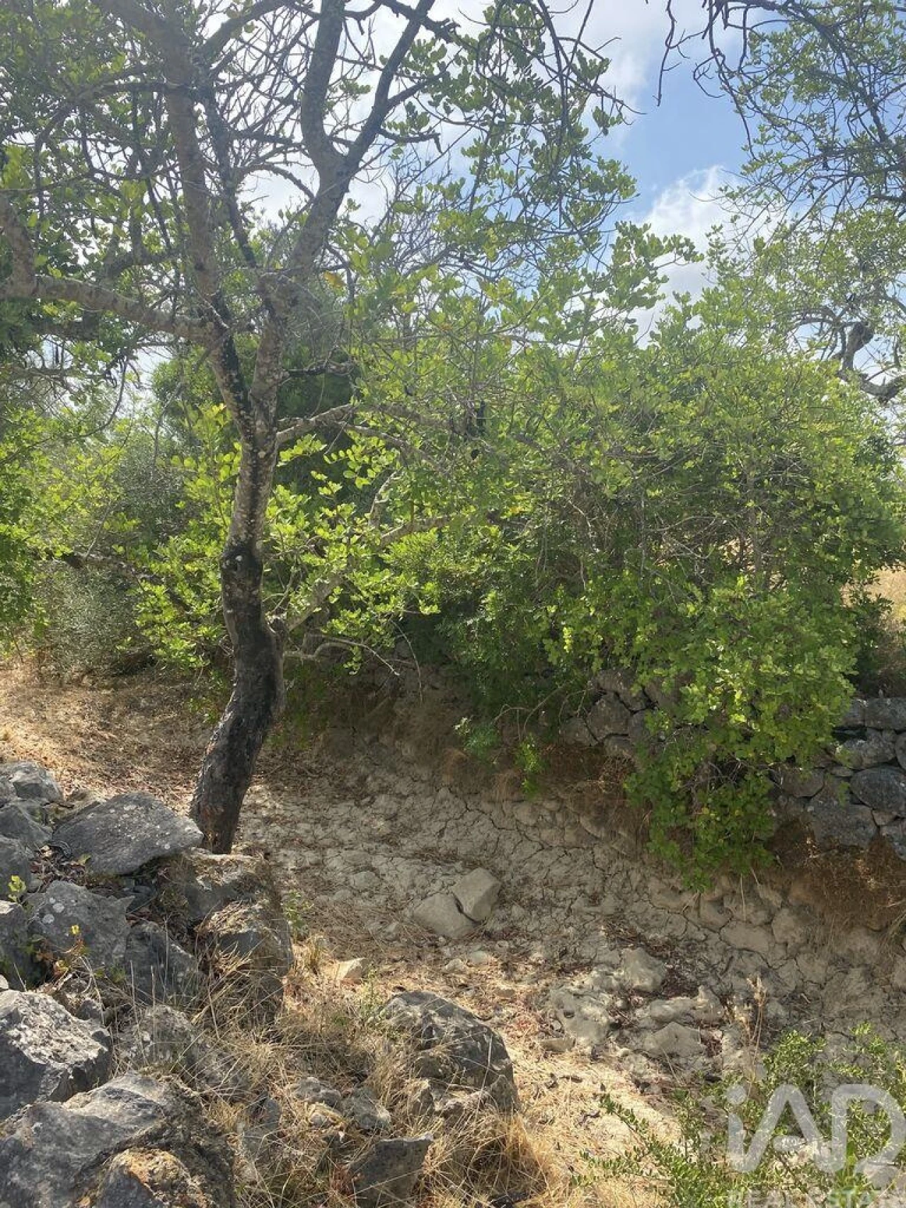 Terreno para Venda em São Brás de Alportel Foto 20