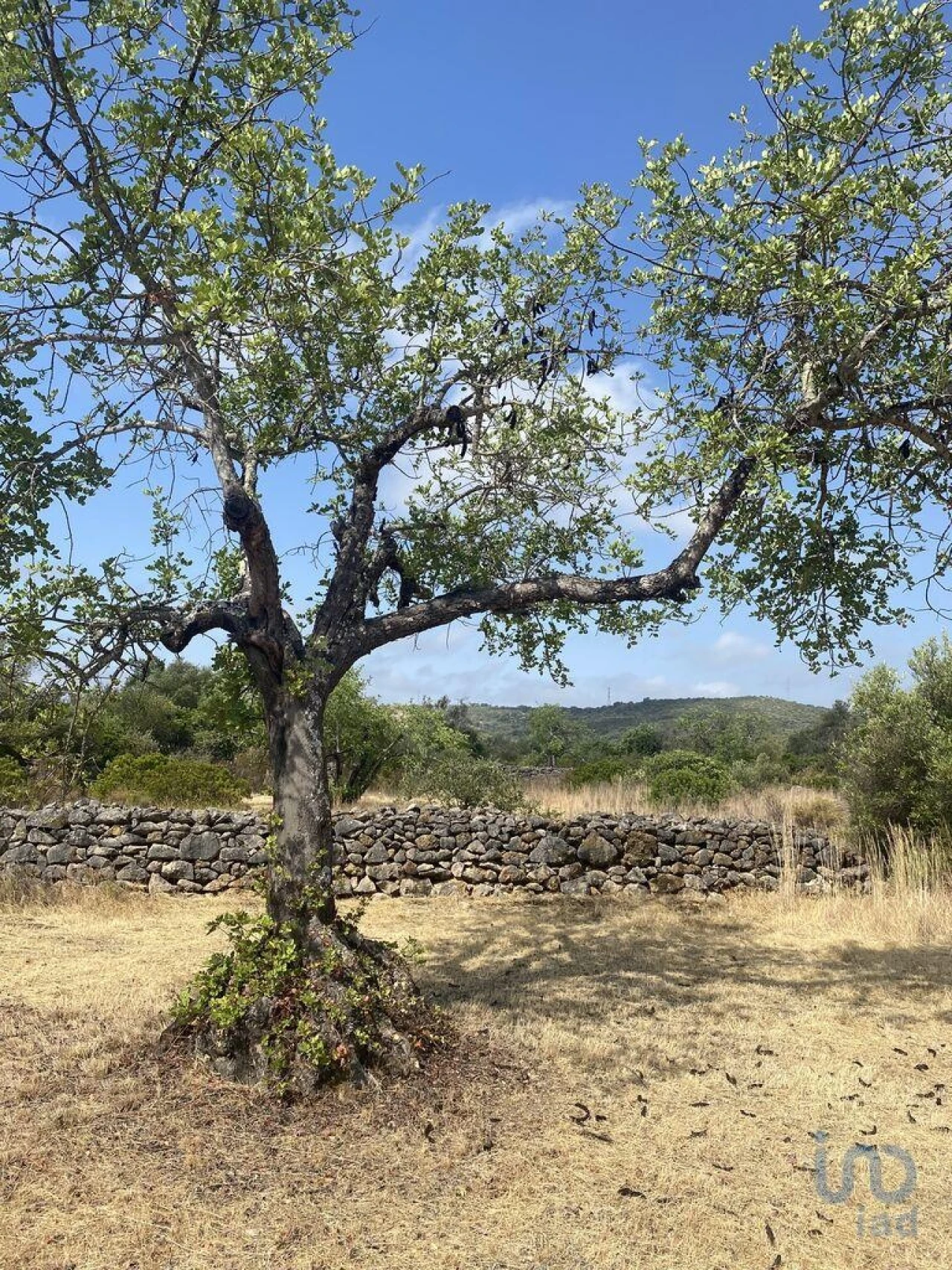 Terreno para Venda em São Brás de Alportel Foto 12