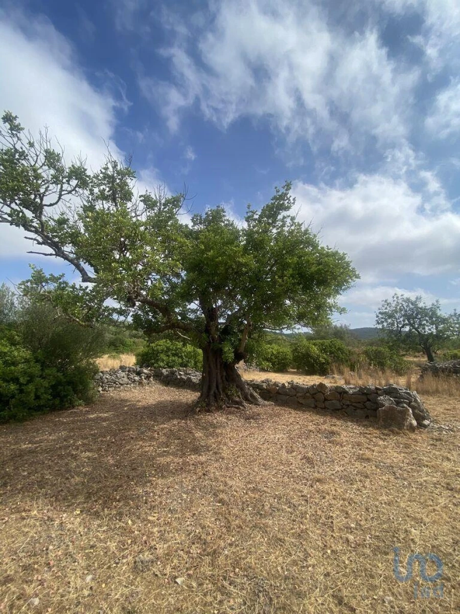 Terreno para Venda em São Brás de Alportel Foto 5