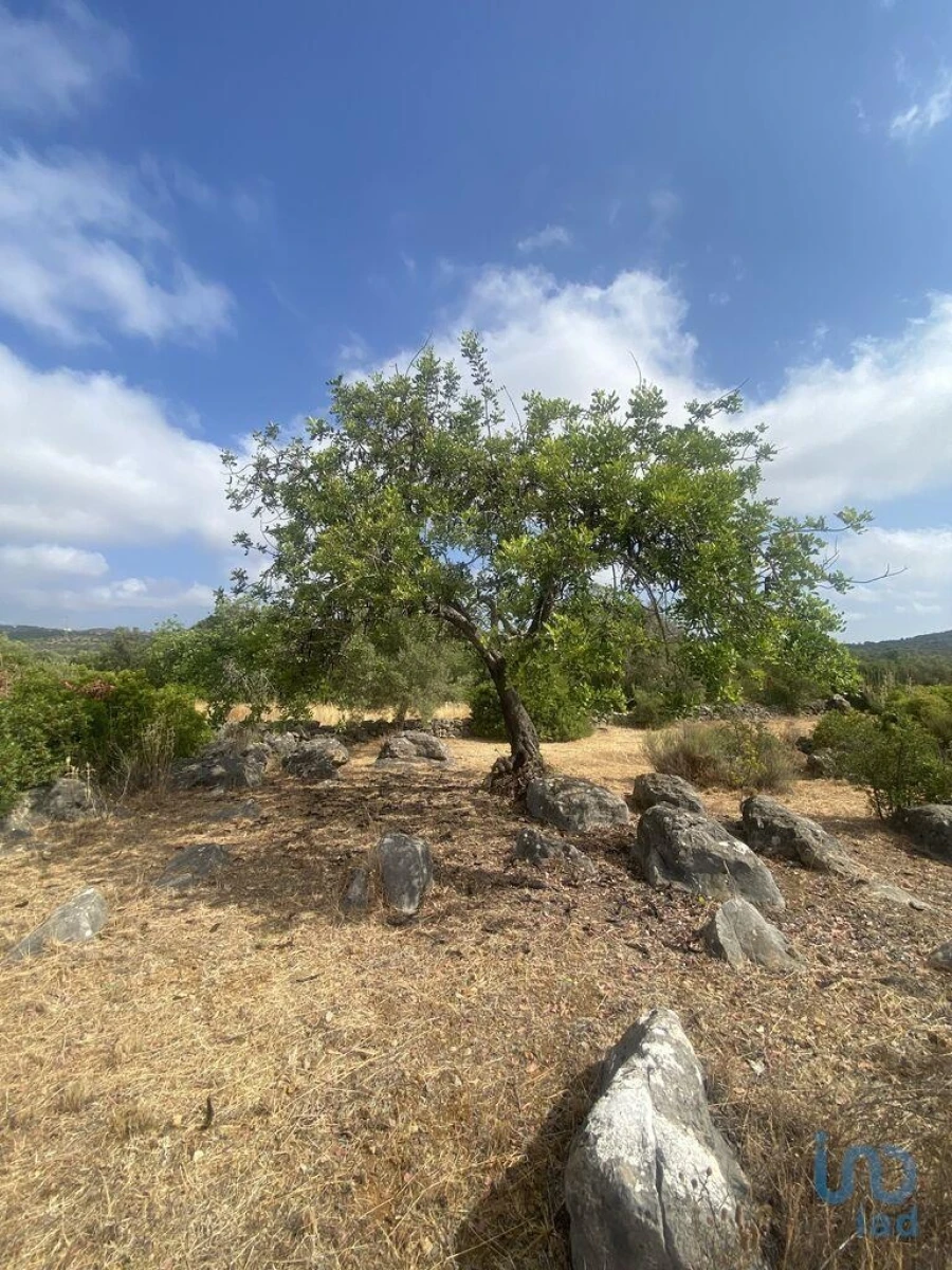 Terreno para Venda em São Brás de Alportel Foto 3