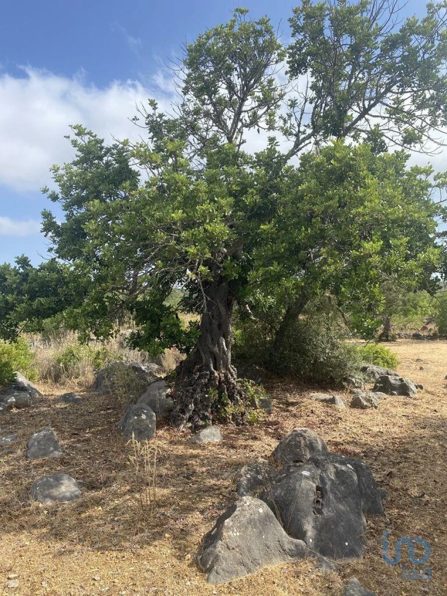 Terreno para Venda em São Brás de Alportel Foto 2
