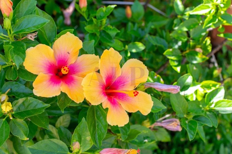 Moradia T4 para Venda em Lagos (São Sebastião e Santa Maria) Foto 46