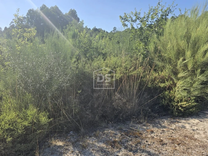 Terreno Agricola ou Rústico para Venda em Queiriga Foto 2