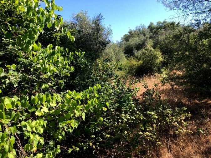 Terreno para Venda em Tinalhas Foto 3