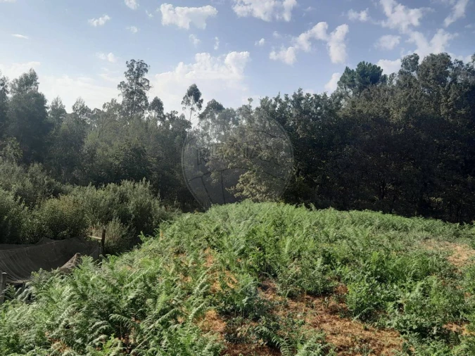 Terreno para Venda em Argoncilhe Foto 2