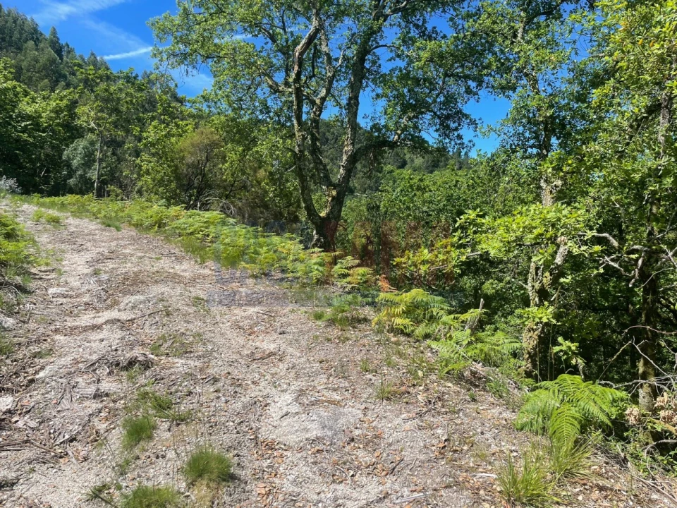 Terreno para Venda em Caniçada e Soengas Foto 4