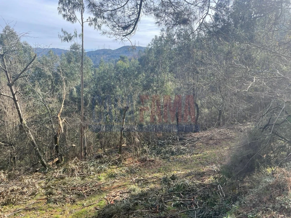 Terreno para Venda em Caniçada e Soengas Foto 12