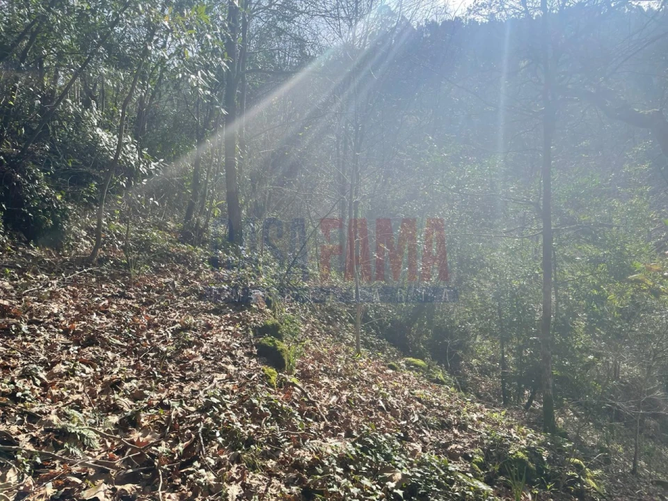 Terreno para Venda em Caniçada e Soengas Foto 21
