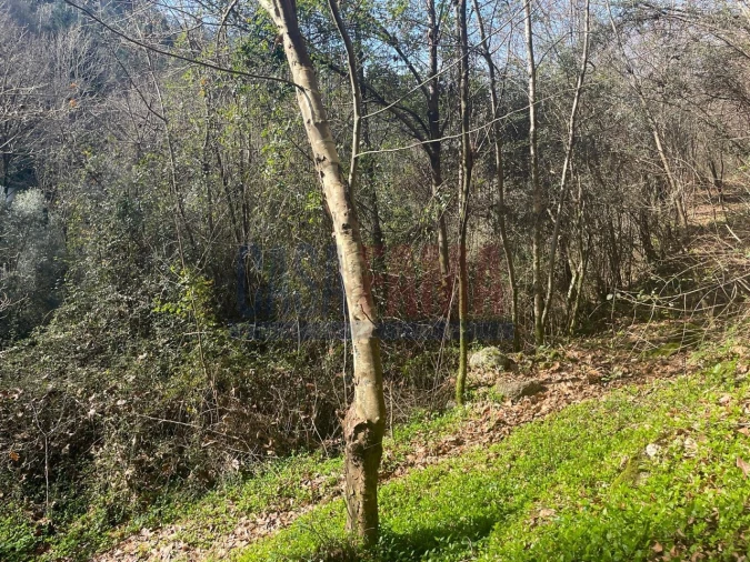 Terreno para Venda em Caniçada e Soengas Foto 8