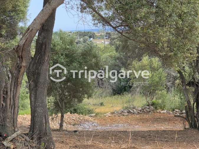 Terreno Agricola ou Rústico para Venda em Boliqueime Foto 12