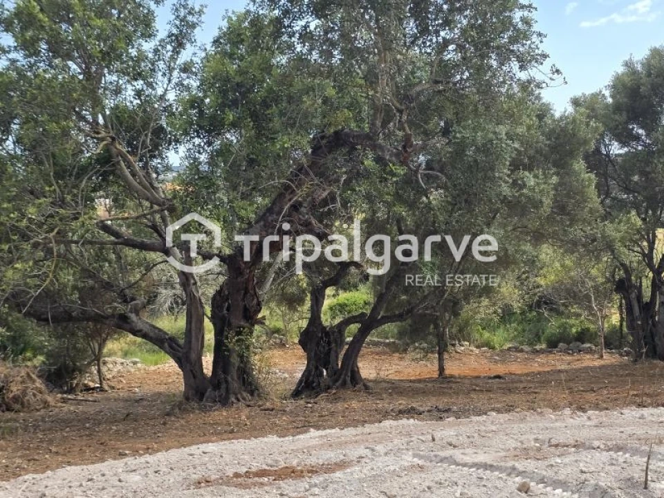 Terreno Agricola ou Rústico para Venda em Boliqueime Foto 3