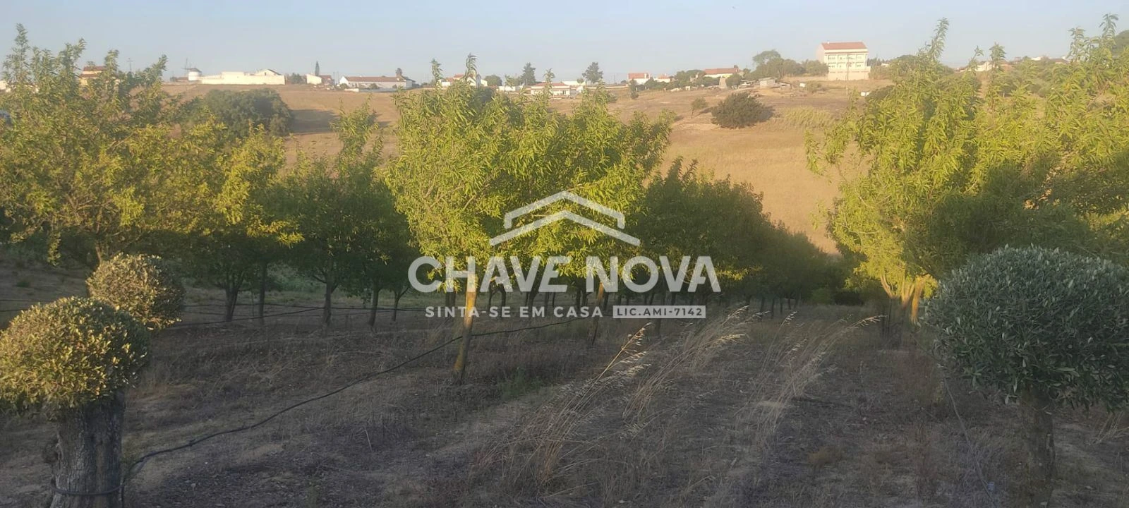 Terreno P/ Prédio para Venda em Azambuja Foto 16