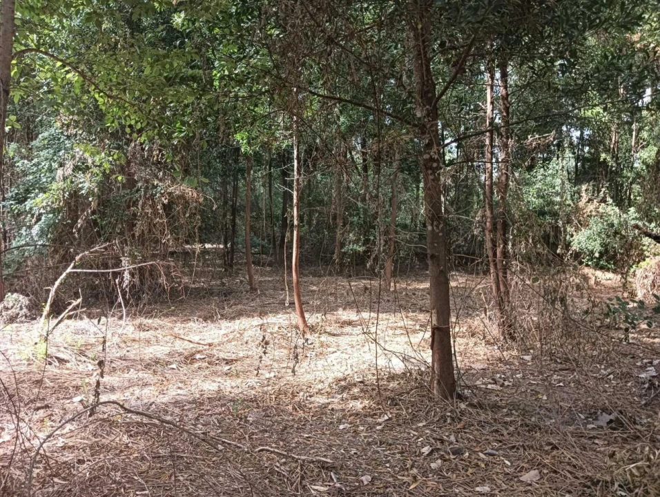 Terreno para Venda em Ouca Foto 13