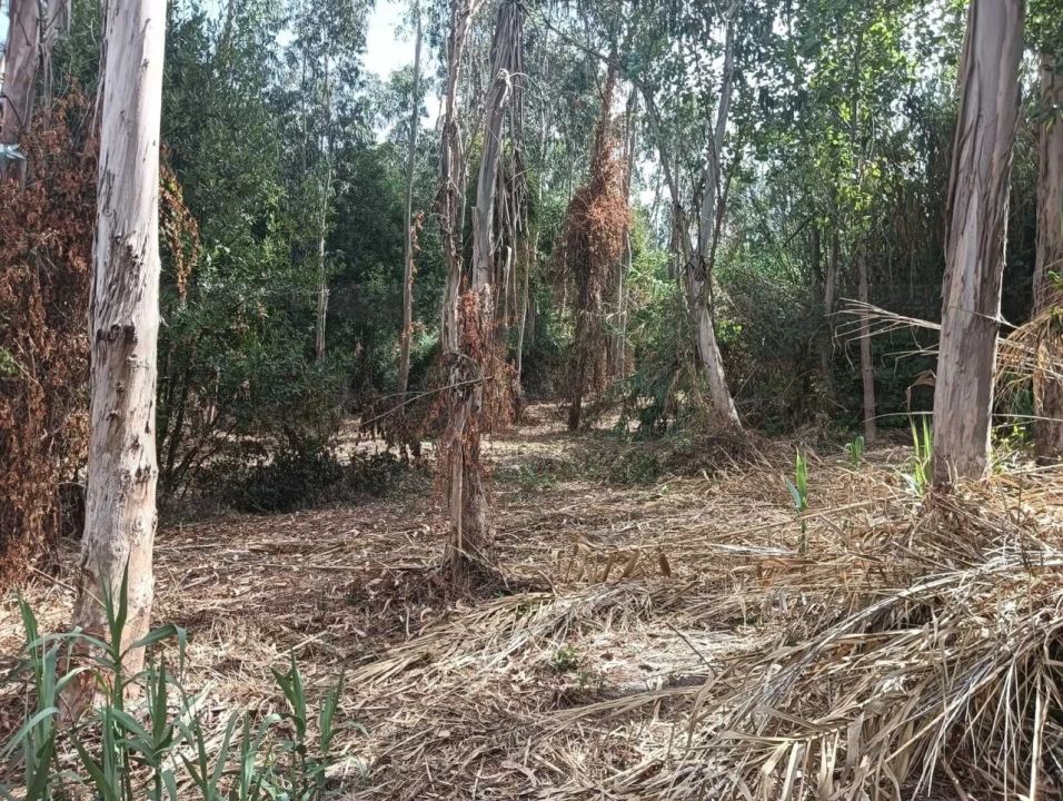 Terreno para Venda em Ouca Foto 16