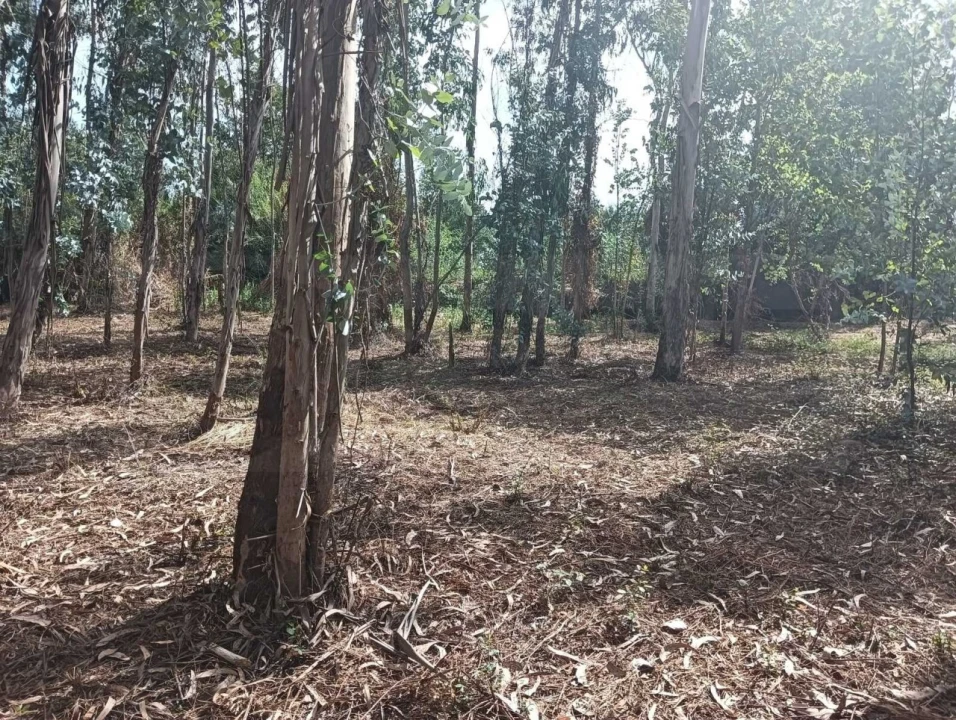 Terreno para Venda em Ouca Foto 24