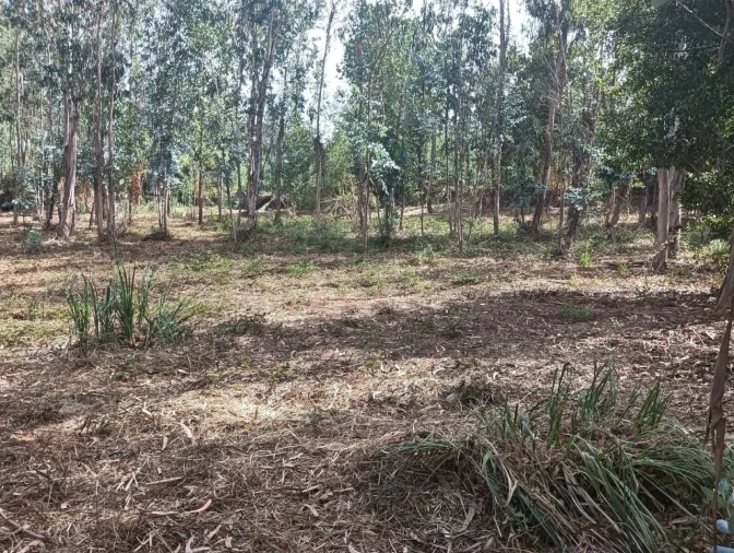 Terreno para Venda em Ouca Foto 17