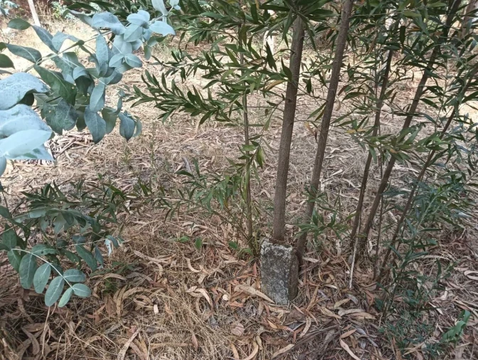 Terreno para Venda em Ouca Foto 20