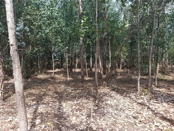 Terreno para Venda em Ouca Foto 26