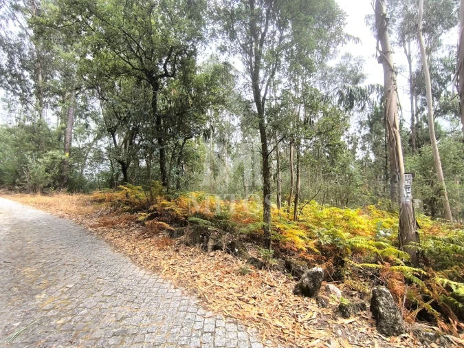 Terreno Agricola ou Rústico para Venda em Quintiães e Aguiar