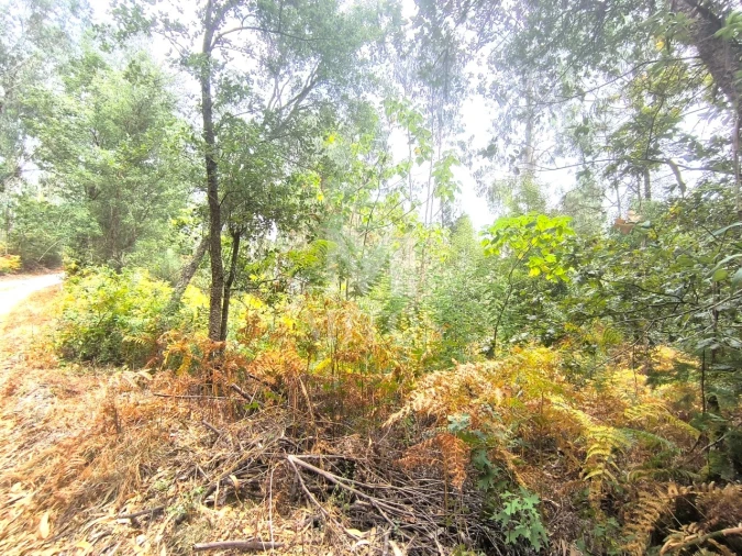 Terreno Agricola ou Rústico para Venda em Quintiães e Aguiar Foto 5