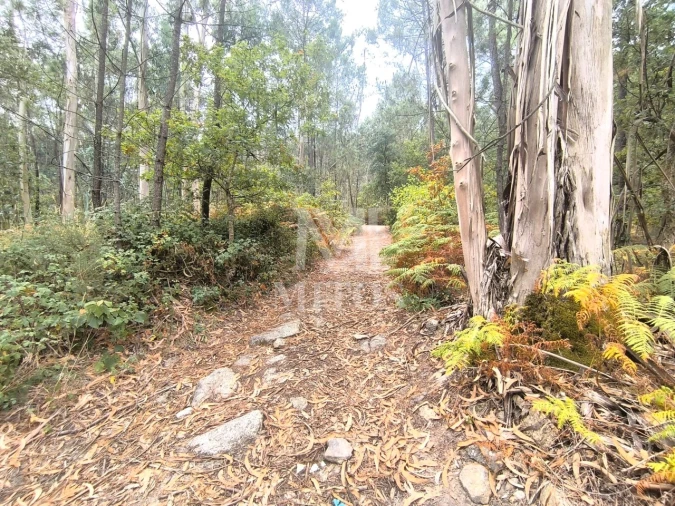 Terreno Agricola ou Rústico para Venda em Quintiães e Aguiar Foto 7