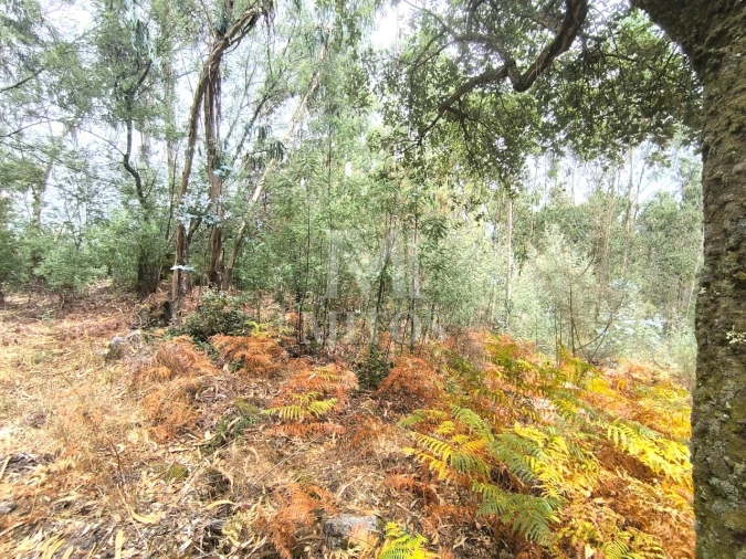 Terreno Agricola ou Rústico para Venda em Quintiães e Aguiar Foto 10