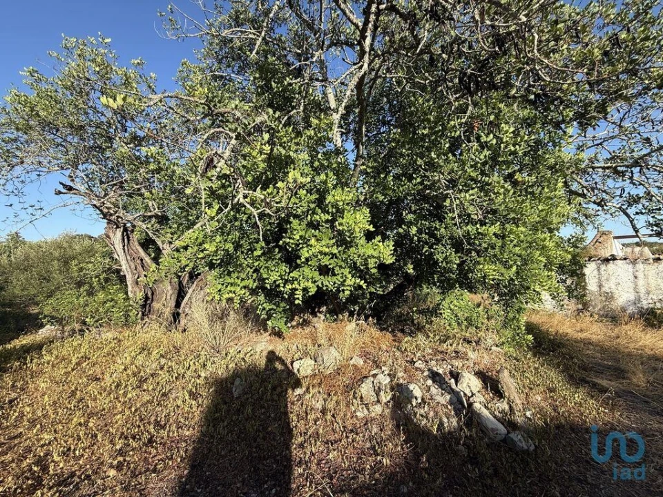 Terreno para Venda em Santa Barbara de Nexe Foto 8