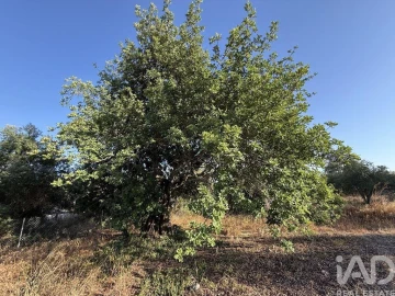 Terreno para Venda em Santa Barbara de Nexe