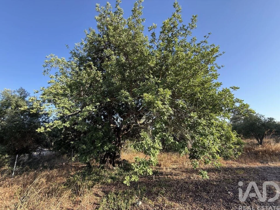 Terreno para Venda em Santa Barbara de Nexe Foto 15