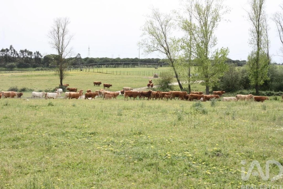 Terreno para Venda em Poceirão e Marateca Foto 16