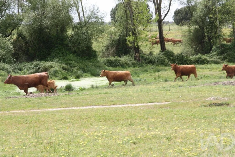 Terreno para Venda em Poceirão e Marateca Foto 17