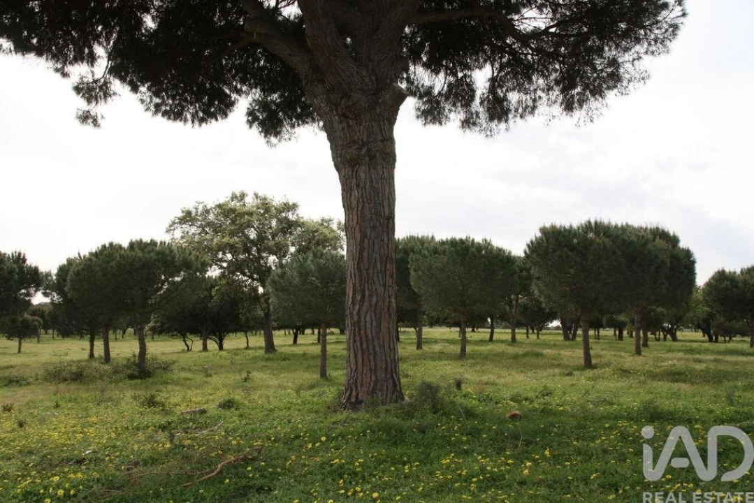 Terreno para Venda em Poceirão e Marateca Foto 24