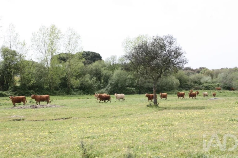 Terreno para Venda em Poceirão e Marateca Foto 21
