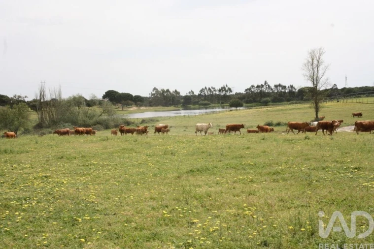 Terreno para Venda em Poceirão e Marateca Foto 18