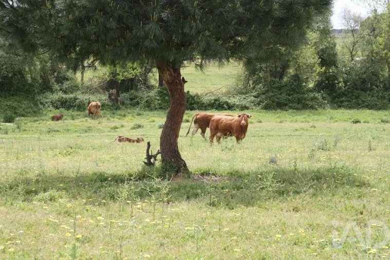Terreno para Venda em Poceirão e Marateca Foto 20