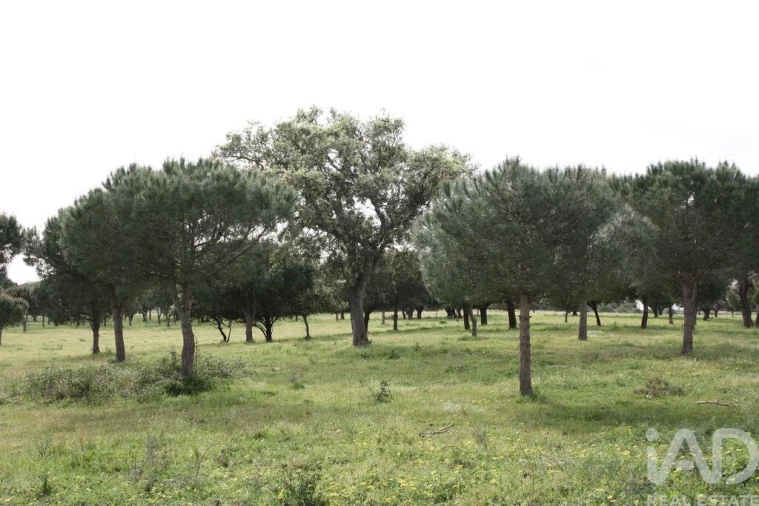 Terreno para Venda em Poceirão e Marateca Foto 23